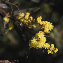 Acacia buxifolia