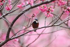 Sittiparus castaneoventris