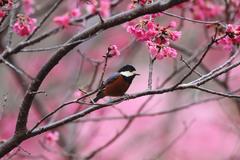 Sittiparus castaneoventris