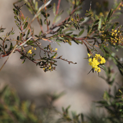 Acacia buxifolia