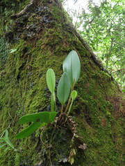 Stelis megachlamys