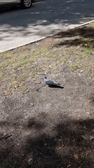 Columba livia