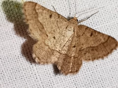 Isturgia murinaria