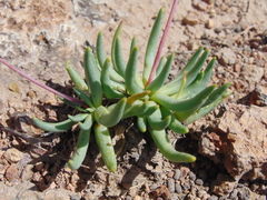 Phemeranthus palmeri