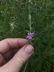 Lythrum alatum