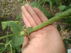 Puccinia malvacearum
