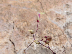 Phemeranthus palmeri