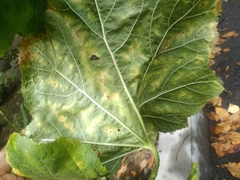 Puccinia malvacearum