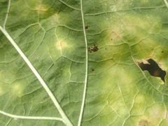 Puccinia malvacearum