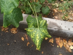Puccinia malvacearum