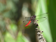 Libellula herculea