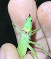 Neoconocephalus nebrascensis