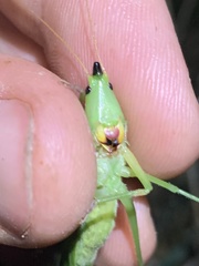 Neoconocephalus nebrascensis