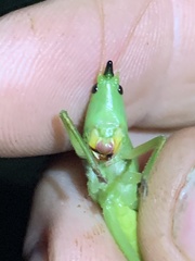 Neoconocephalus nebrascensis