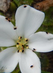 Halotydeus destructor