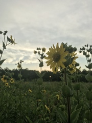 Silphium integrifolium