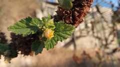 Malvastrum interruptum