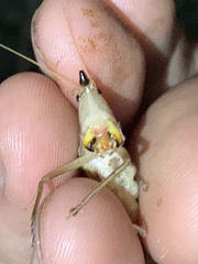 Neoconocephalus nebrascensis