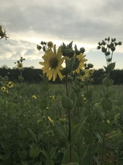 Silphium integrifolium