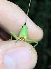 Neoconocephalus nebrascensis