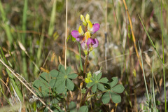 Lupinus stiversii