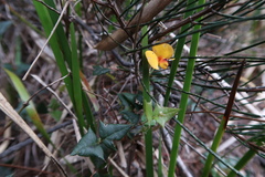 Platylobium triangulare