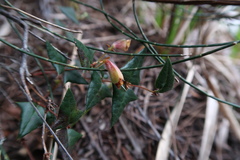 Platylobium triangulare