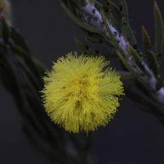 Acacia torringtonensis