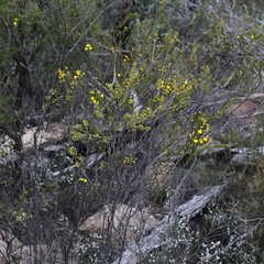 Acacia torringtonensis