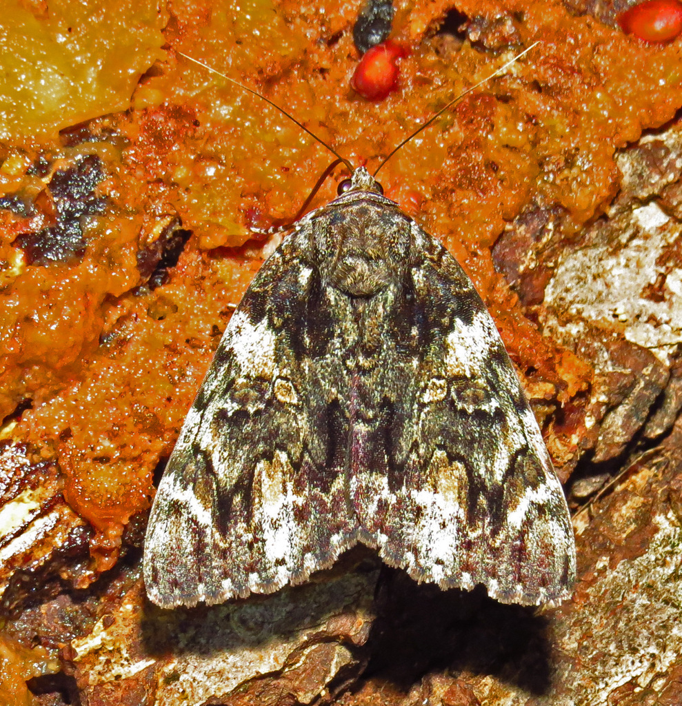 Tearful Underwing
