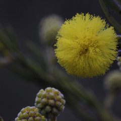Acacia torringtonensis