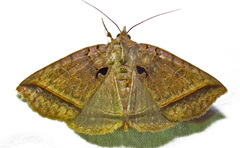 Celiptera frustulum