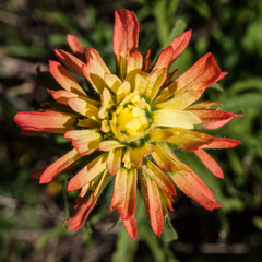 Castilleja affinis