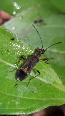 Neopamera costalis