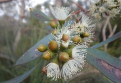Eucalyptus diversifolia