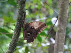 Caligo telamonius memnon