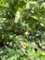 Aoaraneus pentagrammicus
