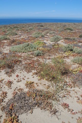 Eulobus crassifolius