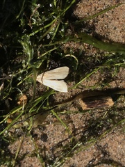 Mythimna oxygala