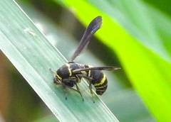 Aegerina