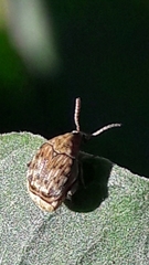 Acanthoscelides