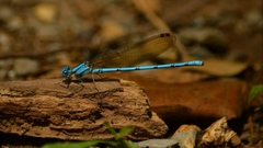 Argia anceps