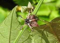 Byttneria aculeata