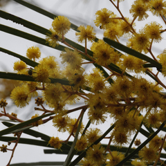 Acacia betchei