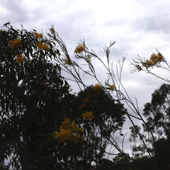Acacia betchei