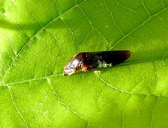 Homalodisca ichthyocephala