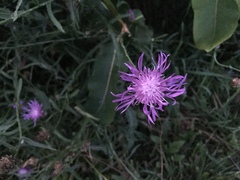 Centaurea × moncktonii