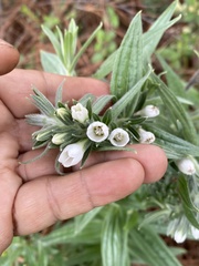 Lithospermum trinervium