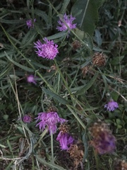 Centaurea × moncktonii