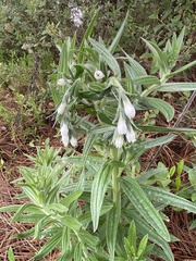 Lithospermum trinervium